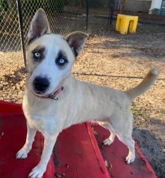 Siberian Husky and Chinook Dogs Available for Adoption in Conway, South Carolina - Nayla (HW+) | PetCurious