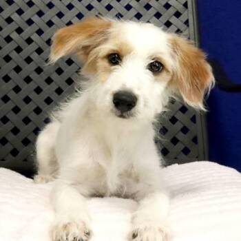Jolene -  Australian Shepherd Dog for Adoption in Midland, Texas - Jolene | PetCurious