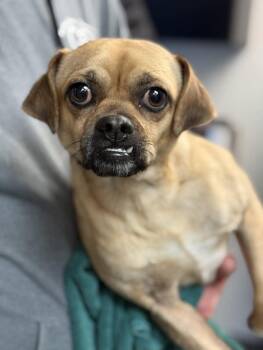 Bowser is a cuttie patootie Pug mix tiny cutie - VIDEOS - No sma -  Pug and Chihuahua Dog for Adoption in Bedford Hills, New York - Bowser Is A Cuttie Patootie Pug Mix Tiny Cutie - VIDEOS - No Sma | PetCurious