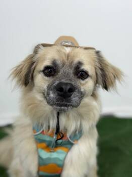 Lhasa Apso and Pekingese Dogs Available for Adoption in Carlsbad, California - Teddy Ted | PetCurious