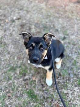 German Shepherd Dog and Mixed Breed Dogs Available for Adoption - Lainey | PetCurious
