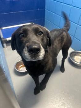 Mabel -  Labrador Retriever Dog for Adoption in Hartsville, South Carolina - Mabel | PetCurious