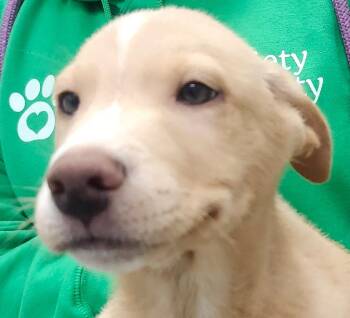 Labrador Retriever Dogs Available for Adoption - Linus | PetCurious