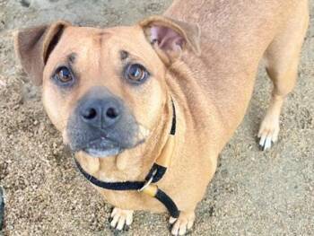 Glitter -  Mixed Breed Dog for Adoption in Georgetown, Texas - Glitter | PetCurious