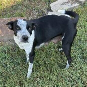 Rescue Australian Cattle Dog Blue Heeler and Terrier Dogs for Adoption in Liverpool, Texas - Sydney | PetCurious