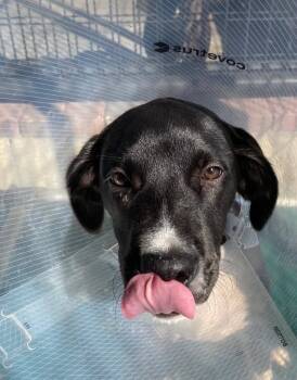 Rescue Mixed Breed Dogs for Adoption in Ocala, Florida - Amara | PetCurious