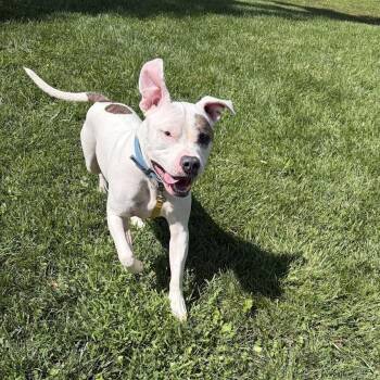 Jack -  Mixed Breed Dog for Adoption in Bangall, New York - Jack | PetCurious