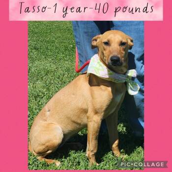 Mixed Breed Dogs Available for Adoption - Tasso | PetCurious
