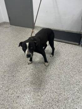 Terrier and Mixed Breed Dogs Available for Adoption in Gastonia, North Carolina - Clementine | PetCurious