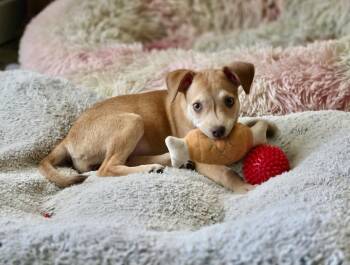 Oaklynn -  Chihuahua Dog for Adoption in Tulsa, Oklahoma - Oaklynn | PetCurious