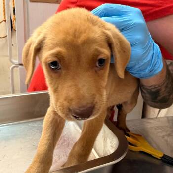 Ted -  Labrador Retriever Dog for Adoption in Birmingham, Alabama - Ted | PetCurious