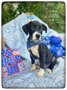 Summit -  American Bulldog and Pit Bull Terrier Dog for Adoption in Sebring, Florida - Summit | PetCurious