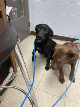 Labrador Retriever Dogs Available for Adoption - JAGUAR | PetCurious