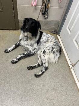 Gurl -  Border Collie Dog for Adoption in Hopkinsville, Kentucky - Gurl | PetCurious