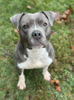 Rescue American Staffordshire Terrier Dogs for Adoption in Myerstown, Pennsylvania - Kernel | PetCurious