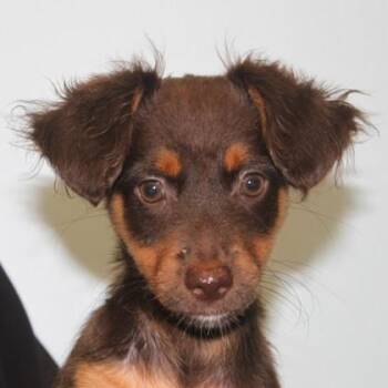 Saffron -  Chihuahua and Dachshund Dog for Adoption in Elk Grove Village, Illinois - Saffron | PetCurious