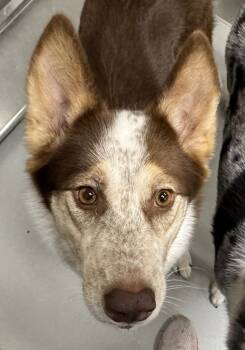 Rescue Siberian Husky Dogs for Adoption in Houston, Texas - Sweet Pea | PetCurious