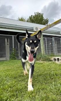 Bear -  Shepherd and Husky Dog for Adoption in Hudson, New York - Bear | PetCurious