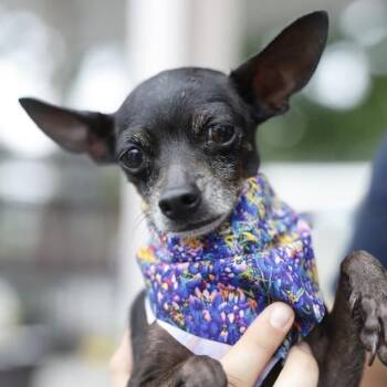 MRS. PUFF -  Chihuahua Dog for Adoption in San Antonio, Texas - MRS. PUFF | PetCurious