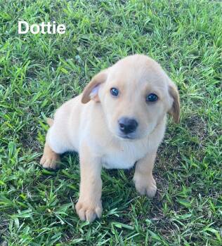 Labrador Retriever and Golden Retriever Dogs Available for Adoption in Glocester, Rhode Island - Dottie | PetCurious