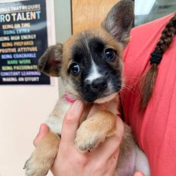 Snap -  Australian Shepherd and Mixed Breed Dog for Adoption in Columbus, Georgia - Snap | PetCurious
