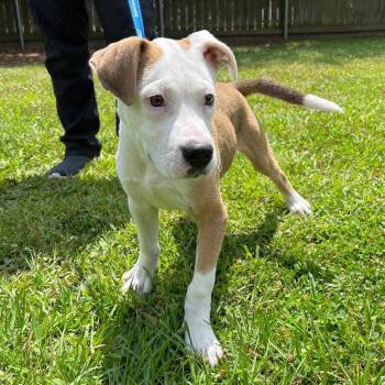 Terrier Dogs Available for Adoption in Bloomfield, Connecticut - Lester | PetCurious