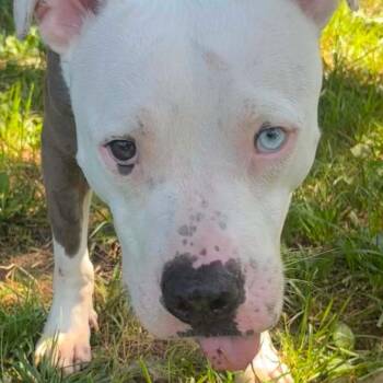Sylvester Stallone -  Mixed Breed Dog for Adoption in Dekalb, Illinois - Sylvester Stallone | PetCurious