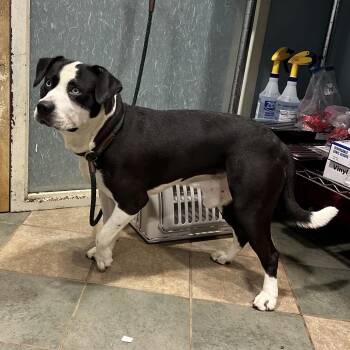 Diego -  Mixed Breed Dog for Adoption in Chattanooga, Tennessee - Diego | PetCurious