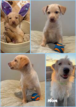 Goldendoodle and Yellow Labrador Retriever Dogs Available for Adoption in Wedgefield, South Carolina - Clover | PetCurious