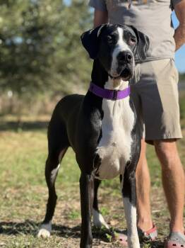 Rescue Great Dane Dogs for Adoption in Pensacola, Florida - Nala | PetCurious