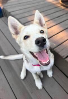 Maple -  Husky Dog for Adoption in Grand Forks, North Dakota - Maple | PetCurious