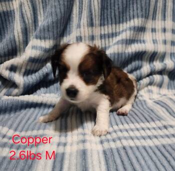 Copper -  Yorkshire Terrier and Dachshund Dog for Adoption in Joppa, Alabama - Copper | PetCurious