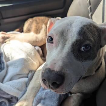 Brunson -  Pit Bull Terrier Dog for Adoption in East St. Louis, Illinois - Brunson | PetCurious