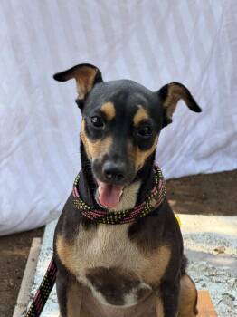 Signi -  Rat Terrier Dog for Adoption in Ramona, California - Signi | PetCurious