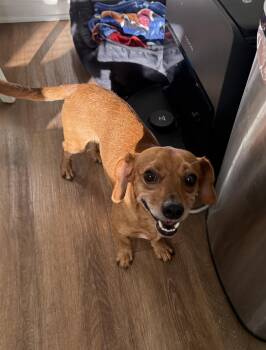 Sir Winston -  Dachshund and Chihuahua Dog for Adoption in Indianapolis, Indiana - Sir Winston | PetCurious