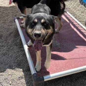 Ivy -  Husky Dog for Adoption in Crookston, Minnesota - Ivy | PetCurious