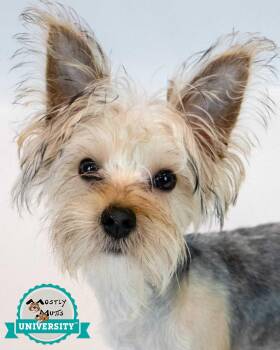 Samantha -  Yorkshire Terrier and West Highland White Terrier Westie Dog for Adoption in Kennesaw, Georgia - Samantha | PetCurious