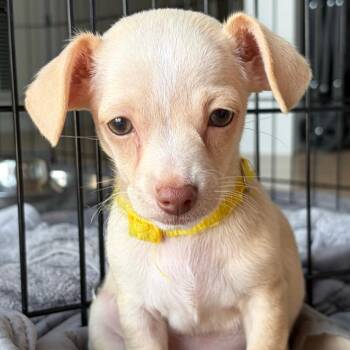 Pancake -  Chihuahua Dog for Adoption in Portland, Oregon - Pancake | PetCurious