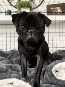 Pug Dogs Available for Adoption - Goblin (Gobby) | PetCurious