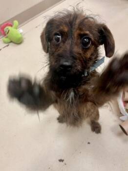 Little Bean -  Terrier Dog Available for Adoption in Webster, Wisconsin - Little Bean | PetCurious