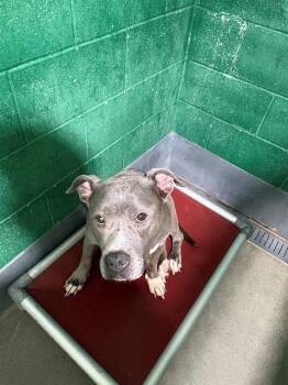 SMOKEY -  Pit Bull Terrier Dog for Adoption - SMOKEY | PetCurious