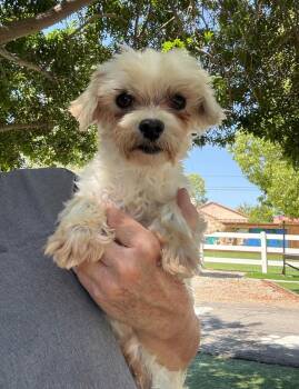 Maltese Dogs Available for Adoption in Temecula, California - Cory | PetCurious