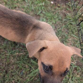 Sav baby 4 -  German Shepherd Dog and Mixed Breed Dog Available for Adoption in West Plains, Missouri - Sav Baby 4 | PetCurious