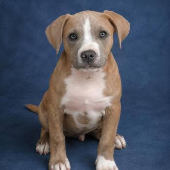 Pit Bull Terrier Dogs Available for Adoption in Heber Springs, Arkansas - Barnie | PetCurious