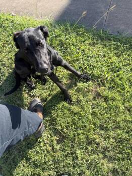 RAMSEY -  Mixed Breed Dog for Adoption in Dallas, Texas - RAMSEY | PetCurious