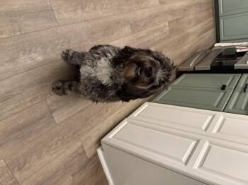 Dakota -  Aussiedoodle Dog for Adoption in Semmes, Alabama - Dakota | PetCurious