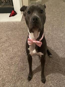 Rescue American Staffordshire Terrier Dogs for Adoption in San Antonio, Texas - VENUS | PetCurious