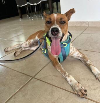 Rescue Australian Cattle Dog Blue Heeler Dogs for Adoption in Carolina, Carolina - Angleo The Angel | PetCurious