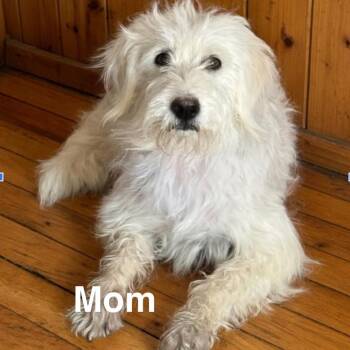 Terrier Dogs Available for Adoption in Parker, Colorado - 434 (2026) | PetCurious