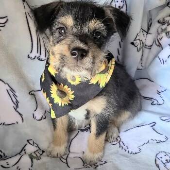 Rocky Road -  Mixed Breed Dog for Adoption in Woolwich, Maine - Rocky Road | PetCurious